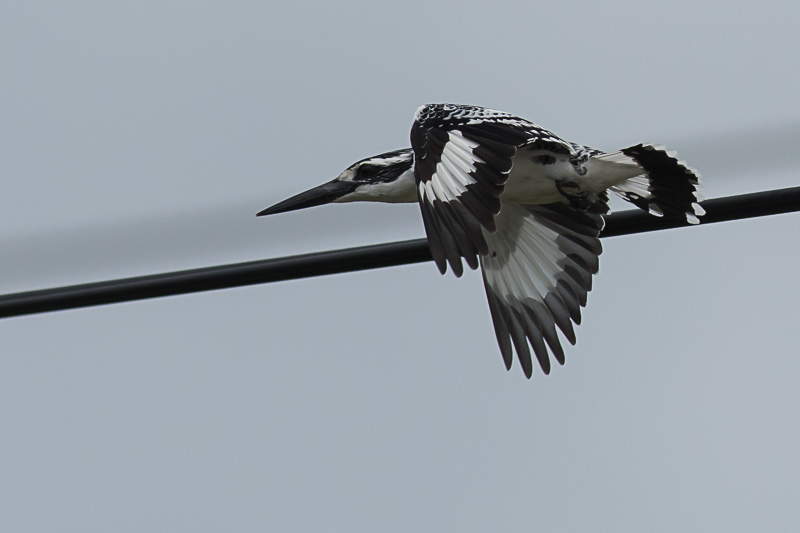 Bonte IJsvogel